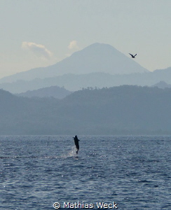 Dolphin jumping with bird near Bunaken Island by Mathias Weck 